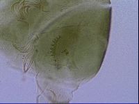 Echiniscus viridissimus image