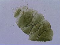 Echiniscus viridissimus image