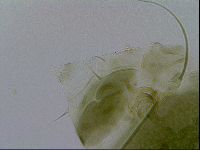 Echiniscus viridissimus image