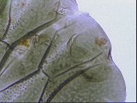 Echiniscus viridissimus image