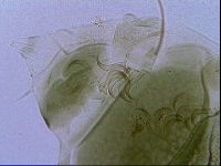 Echiniscus viridissimus image