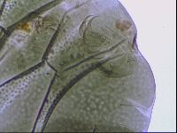 Echiniscus viridissimus image