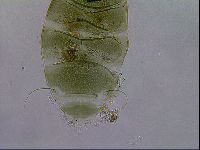 Echiniscus viridissimus image