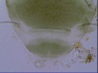 Echiniscus viridissimus image