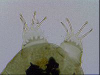 Echiniscus viridissimus image