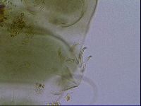 Echiniscus viridissimus image