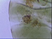 Echiniscus viridissimus image