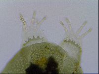 Echiniscus viridissimus image