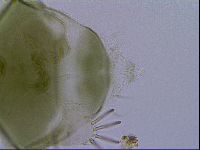 Echiniscus viridissimus image