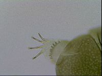 Echiniscus viridissimus image