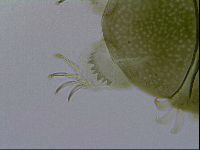Echiniscus viridissimus image