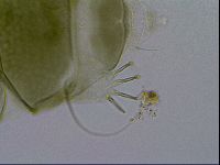 Echiniscus viridissimus image