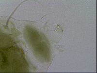 Echiniscus viridissimus image