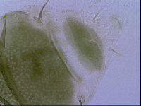 Echiniscus viridissimus image