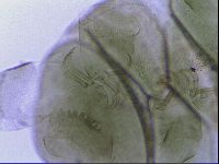 Echiniscus viridissimus image