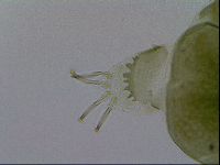 Echiniscus viridissimus image