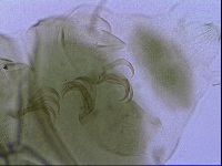 Echiniscus viridissimus image