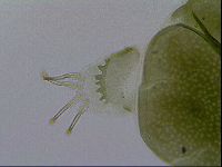 Echiniscus viridissimus image