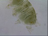 Echiniscus viridissimus image