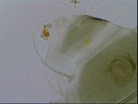 Echiniscus viridissimus image