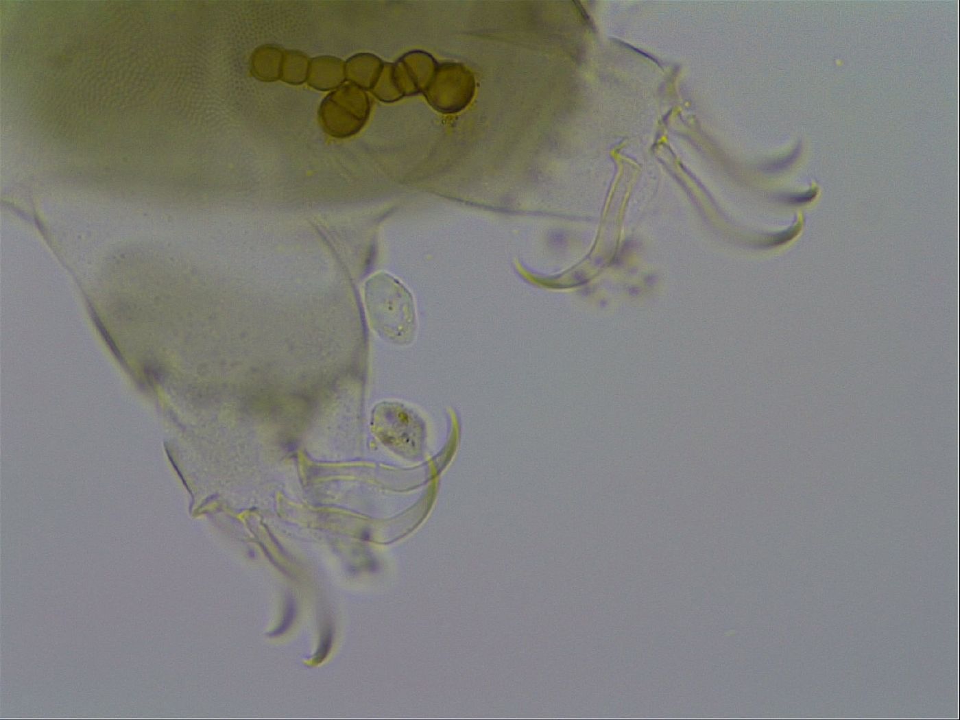 Echiniscus viridissimus image