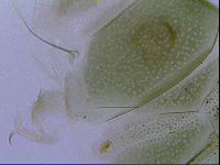 Echiniscus viridissimus image