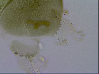 Echiniscus viridissimus image
