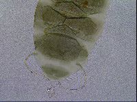 Echiniscus viridis image
