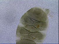 Media resource of Echiniscus viridis