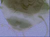 Echiniscus viridis image