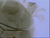 Echiniscus viridis image