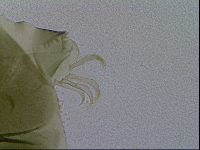 Echiniscus viridis image