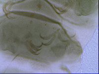 Echiniscus viridis image