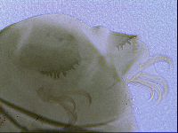 Echiniscus viridis image