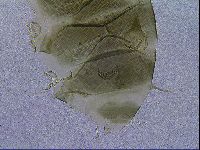 Echiniscus viridis image