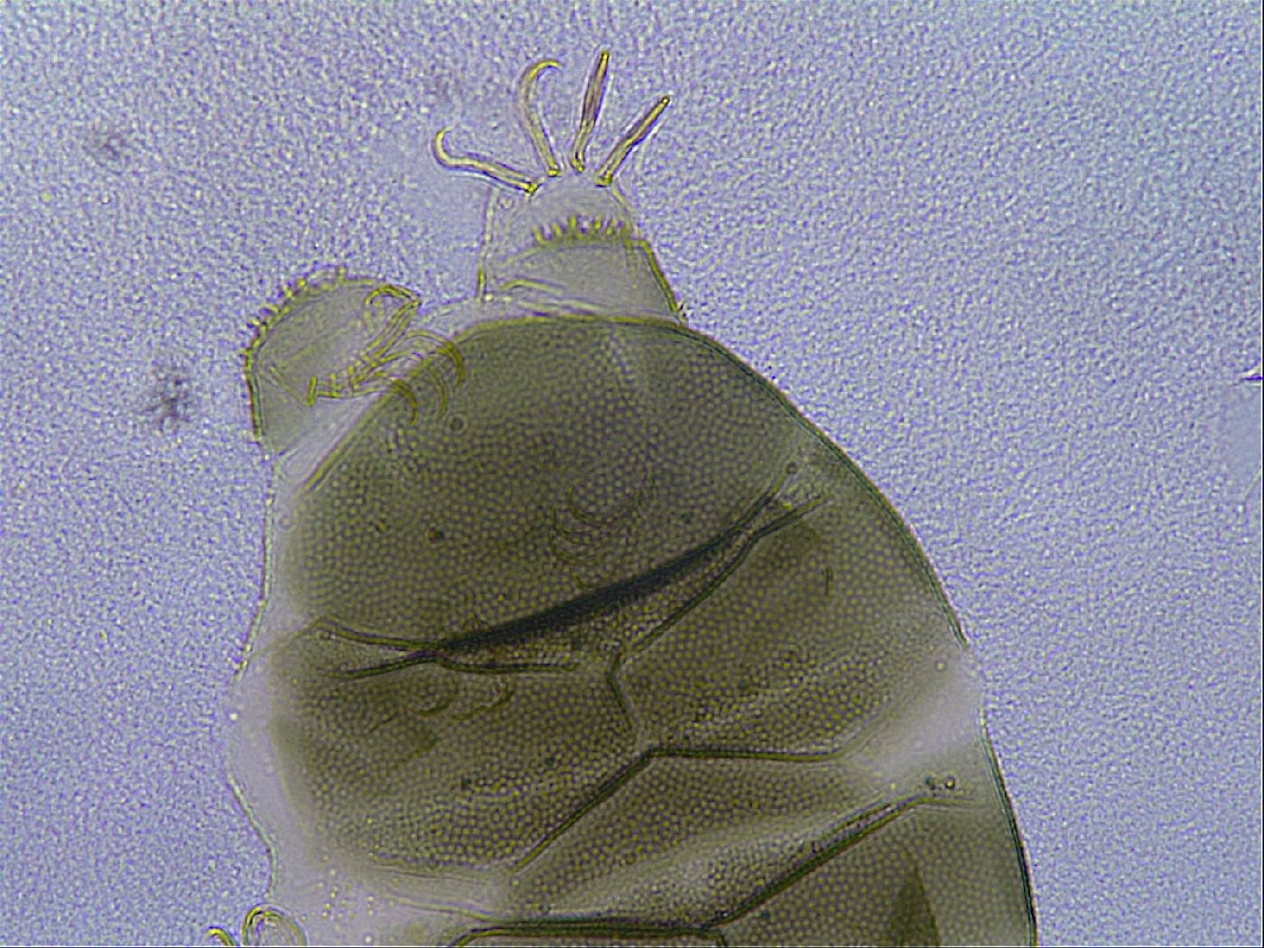 Echiniscus viridis image