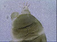 Echiniscus viridis image