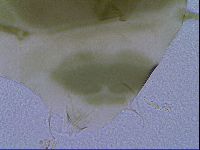 Echiniscus viridis image
