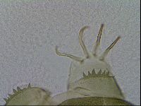 Echiniscus viridis image