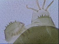 Echiniscus viridis image