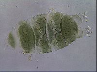 Echiniscus viridis image