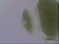 Echiniscus viridis image