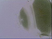 Echiniscus viridis image