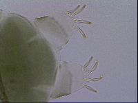 Echiniscus viridis image