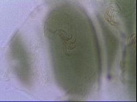 Echiniscus viridis image