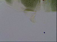 Echiniscus viridis image