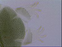 Echiniscus viridis image