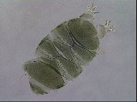 Echiniscus viridis image