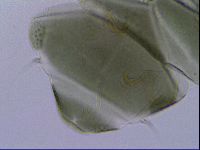 Echiniscus viridis image