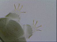 Echiniscus viridis image